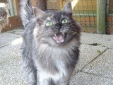 Chatte Maine Coon LOOF de 9 ans à vendre