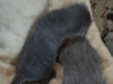 2 chatons Chartreux femelles nés en juin 2026 inscrites au LOOF à réserver