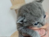2 chatons Chartreux femelles nés en juin 2026 inscrites au LOOF à réserver
