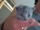 2 chatons Chartreux femelles nés en juin 2026 inscrites au LOOF à réserver