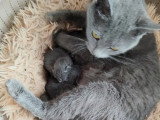 2 chatons Chartreux femelles nés en juin 2026 inscrites au LOOF à réserver