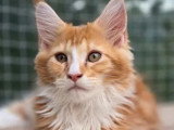À vendre : 2 chatons femelles Maine Coon LOOF de mars 2026