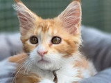 À vendre : 2 chatons femelles Maine Coon LOOF de mars 2026