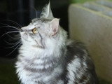 Chaton femelle Maine Coon LOOF à vendre, né en juillet 2025