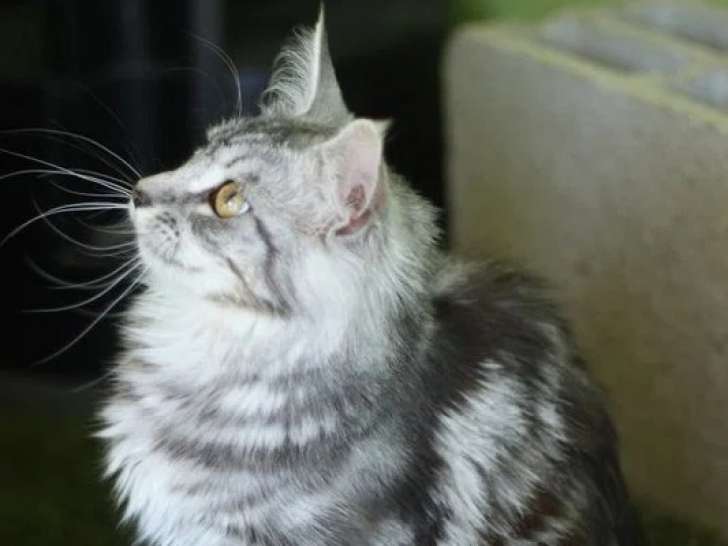 Chaton femelle Maine Coon LOOF à vendre, né en juillet 2025
