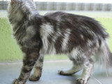 Chaton femelle Maine Coon LOOF à vendre, né en juillet 2025