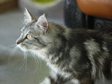 Chaton femelle Maine Coon LOOF à vendre, né en juillet 2025