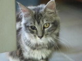 Chaton femelle Maine Coon LOOF à vendre, né en juillet 2025