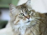 Chatte Maine Coon LOOF à vendre née en avril 2016