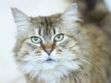 Chatte Maine Coon LOOF à vendre née en avril 2016