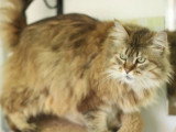 Chatte Maine Coon LOOF à vendre née en avril 2016