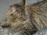 Chatte Maine Coon LOOF à vendre née en avril 2016