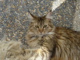 Chatte Maine Coon LOOF à vendre née en avril 2016