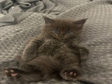 Magnifiques chatons Maine Coon à réserver