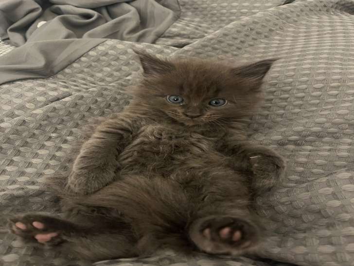 Magnifiques chatons Maine Coon à réserver