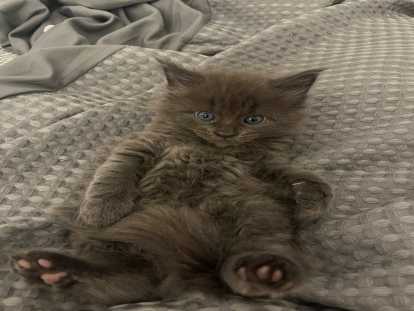 Magnifiques chatons Maine Coon à réserver
