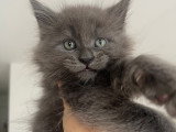 Magnifiques chatons Maine Coon à réserver