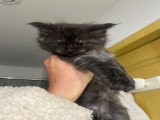 Magnifiques chatons Maine Coon à réserver