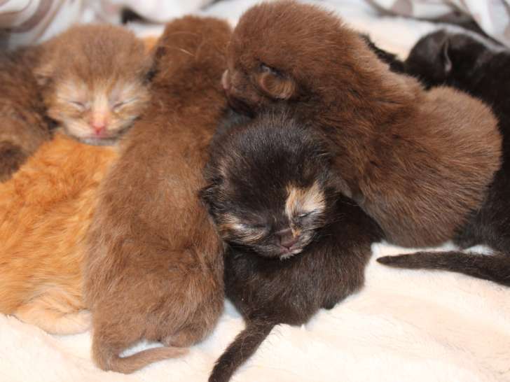 Les 7 bébés