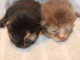 Les 2 torties