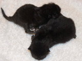 2 mâles noirs