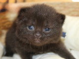 Chatons British Shorthair avec pedigree à vendre