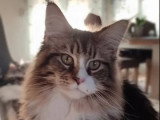 Chatte Maine Coon LOOF brown blotched tabby à vendre