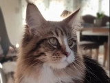 Chatte Maine Coon LOOF brown blotched tabby à vendre