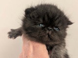 Chaton mâle Exotic Shorthair à vendre