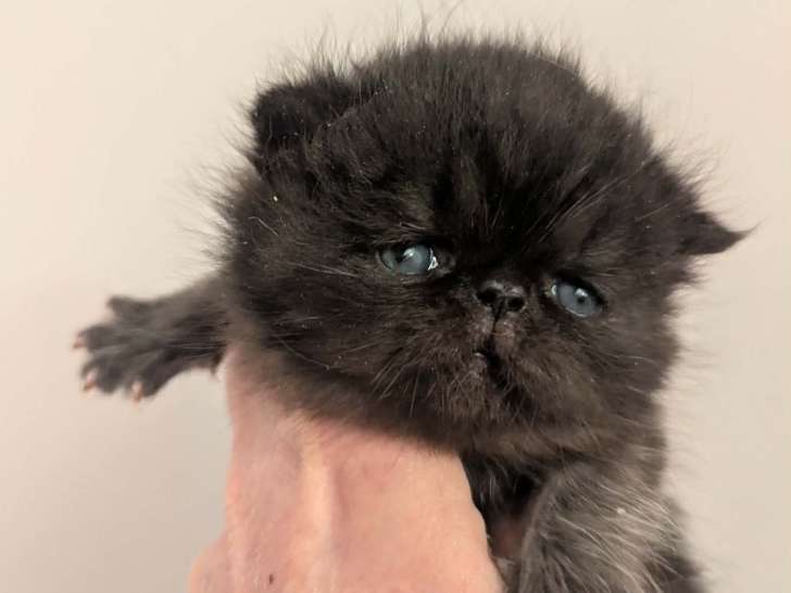 Chaton mâle Exotic Shorthair à vendre