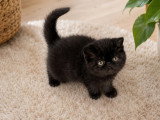 Chaton mâle Exotic Shorthair à vendre