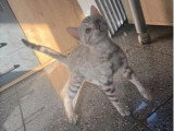 Chaton Bengal mâle snow mink LOOF né en mars 2026 à vendre