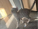 Chaton Bengal mâle snow mink LOOF né en mars 2026 à vendre
