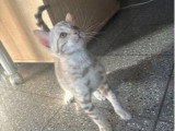 Chaton Bengal mâle snow mink LOOF né en mars 2026 à vendre