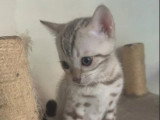 Chaton Bengal mâle snow mink LOOF né en mars 2026 à vendre