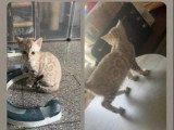 Chaton Bengal mâle snow mink LOOF né en mars 2026 à vendre