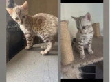 Chaton Bengal mâle snow mink LOOF né en mars 2026 à vendre