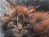 Chaton Maine Coon mâle brown blotched tabby à réserver LOOF d'avril 2026