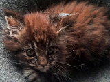 Chaton Maine Coon mâle brown blotched tabby à réserver LOOF d'avril 2026