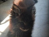 Chaton Maine Coon mâle brown blotched tabby à réserver LOOF d'avril 2026