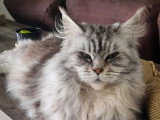 Chaton Maine Coon mâle brown blotched tabby à réserver LOOF d'avril 2026