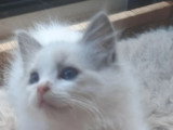 Chaton femelle Ragdoll bleu bicolore de mars 2026 à réserver LOOF