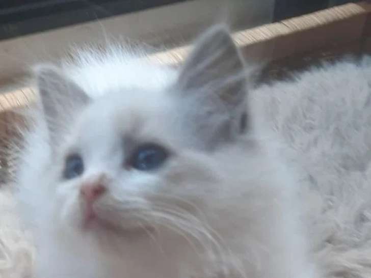 Chaton femelle Ragdoll bleu bicolore de mars 2026 à réserver LOOF