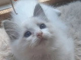 Chaton femelle Ragdoll bleu bicolore de mars 2026 à réserver LOOF