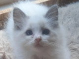 Chaton femelle Ragdoll bleu bicolore de mars 2026 à réserver LOOF