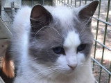 Chaton femelle Ragdoll bleu bicolore de mars 2026 à réserver LOOF