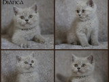 3 chatons British Shorthair inscrits au LOOF de mars 2026 en vente