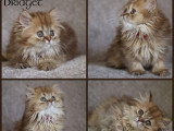 3 chatons British Shorthair inscrits au LOOF de mars 2026 en vente