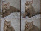 3 chatons British Shorthair inscrits au LOOF de mars 2026 en vente