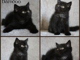 3 chatons British Shorthair inscrits au LOOF de mars 2026 en vente